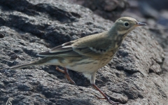 American Pipit