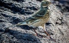 American Pipit