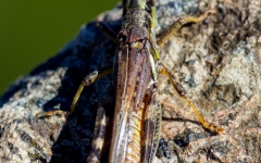 Grasshopper