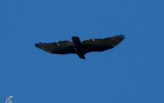 Turkey Vulture