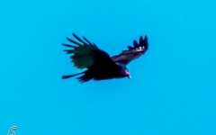 Turkey Vulture