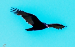 Turkey Vulture