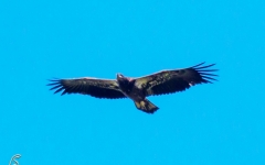 Bald EAgle - Immature