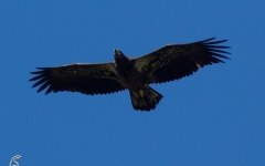 Bald EAgle - Immature