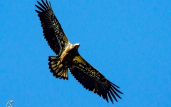 Bald EAgle - Immature