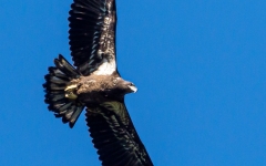 Bald EAgle - Immature