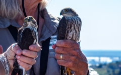 Sharp Shinned Hawks (M and F)